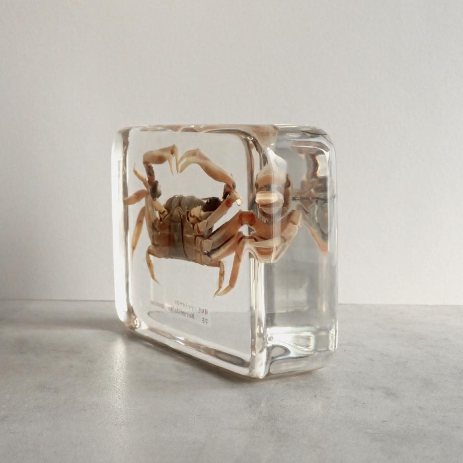 ヤマトオサガニ樹脂封入標本 3L (木製標本箱入り) | 9枚目