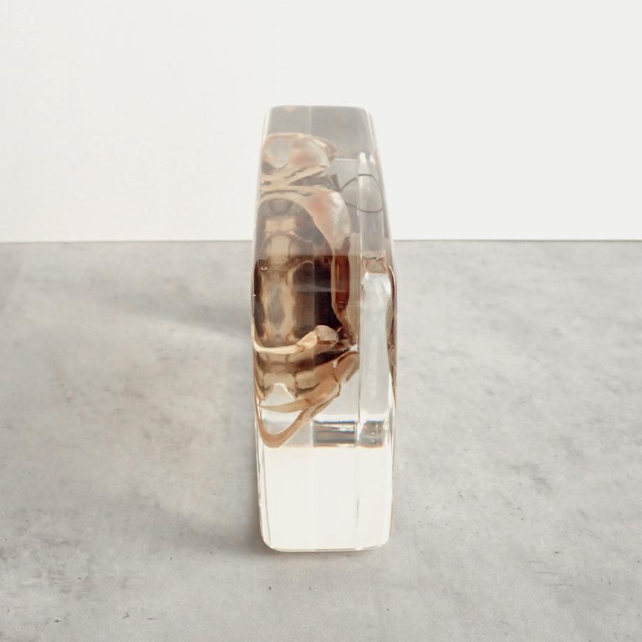 ヤマトオサガニ樹脂封入標本 3L (木製標本箱入り) | 10枚目