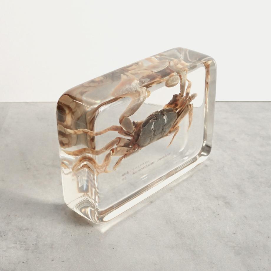 ヤマトオサガニ樹脂封入標本 3L (木製標本箱入り) | 11枚目