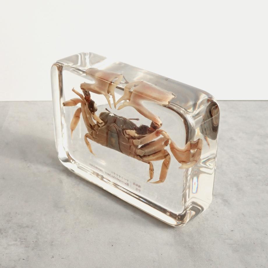 ヤマトオサガニ樹脂封入標本 3L (木製標本箱入り) | 12枚目