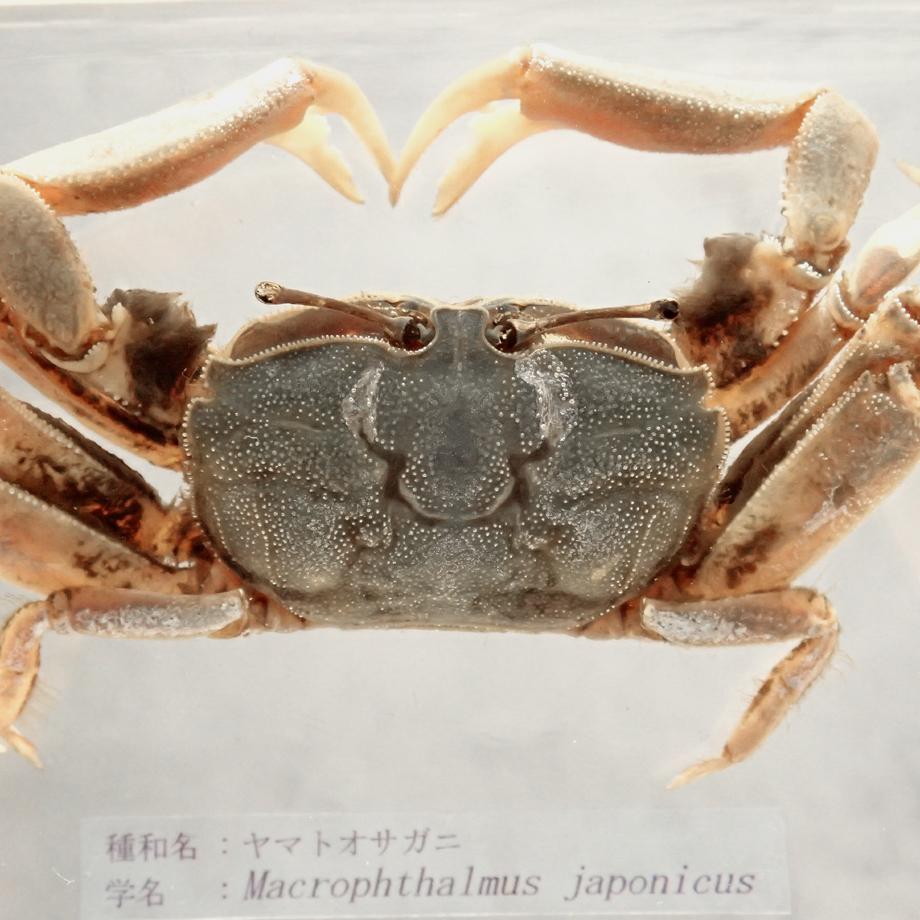 ヤマトオサガニ樹脂封入標本 3L (木製標本箱入り) | 13枚目