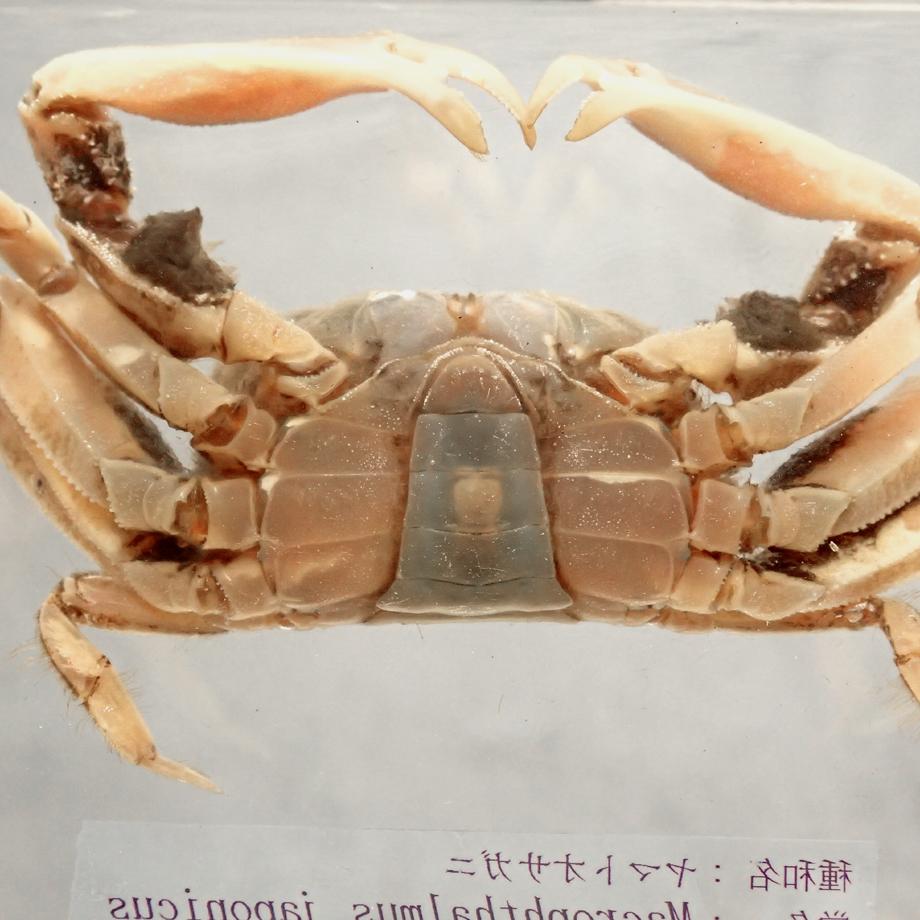 ヤマトオサガニ樹脂封入標本 3L (木製標本箱入り) | 14枚目