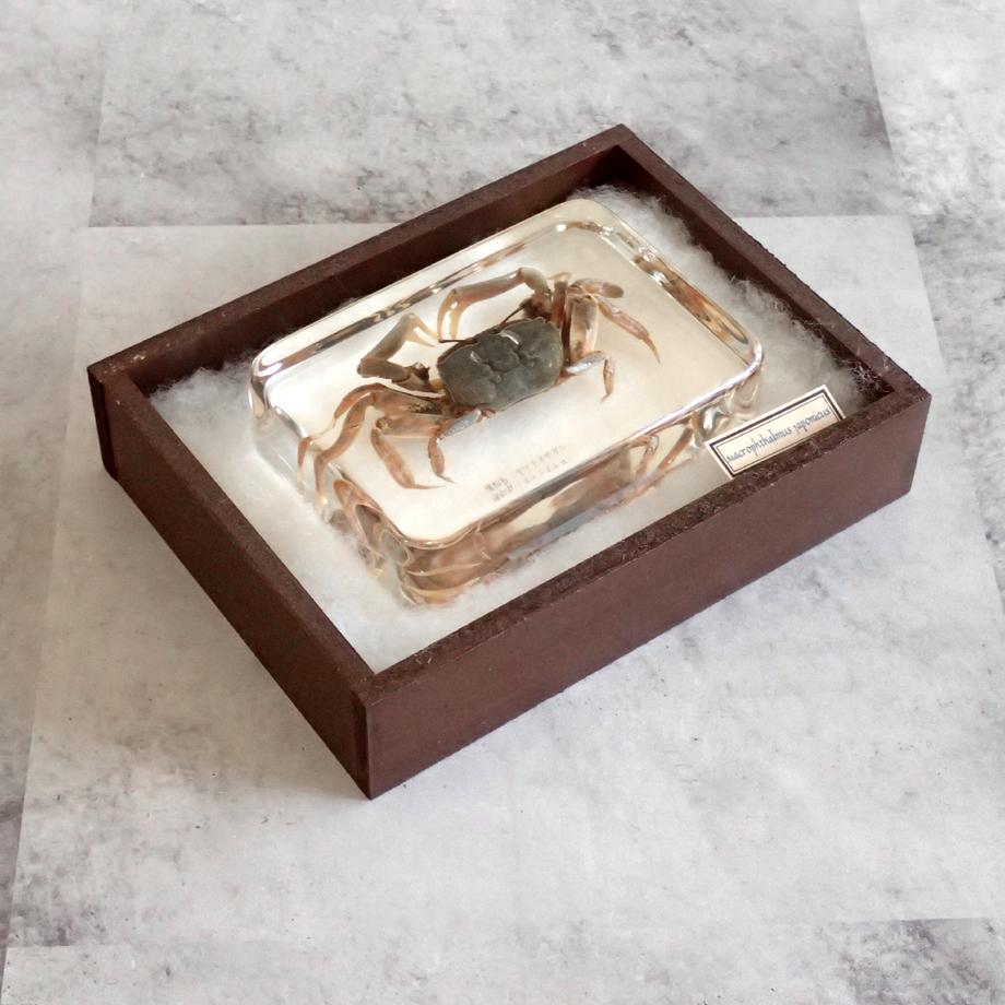 ヤマトオサガニ樹脂封入標本 3L (木製標本箱入り) | 15枚目