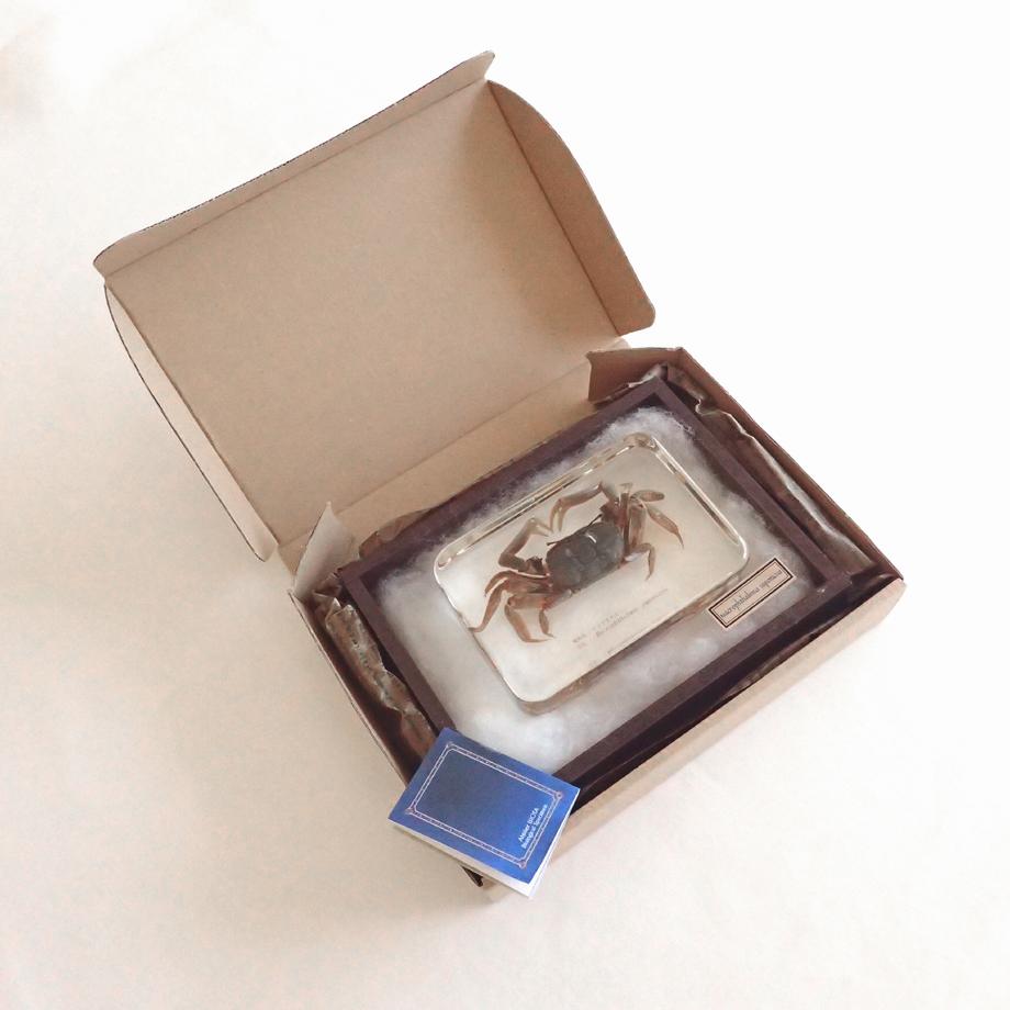 ヤマトオサガニ樹脂封入標本 3L (木製標本箱入り) | 16枚目