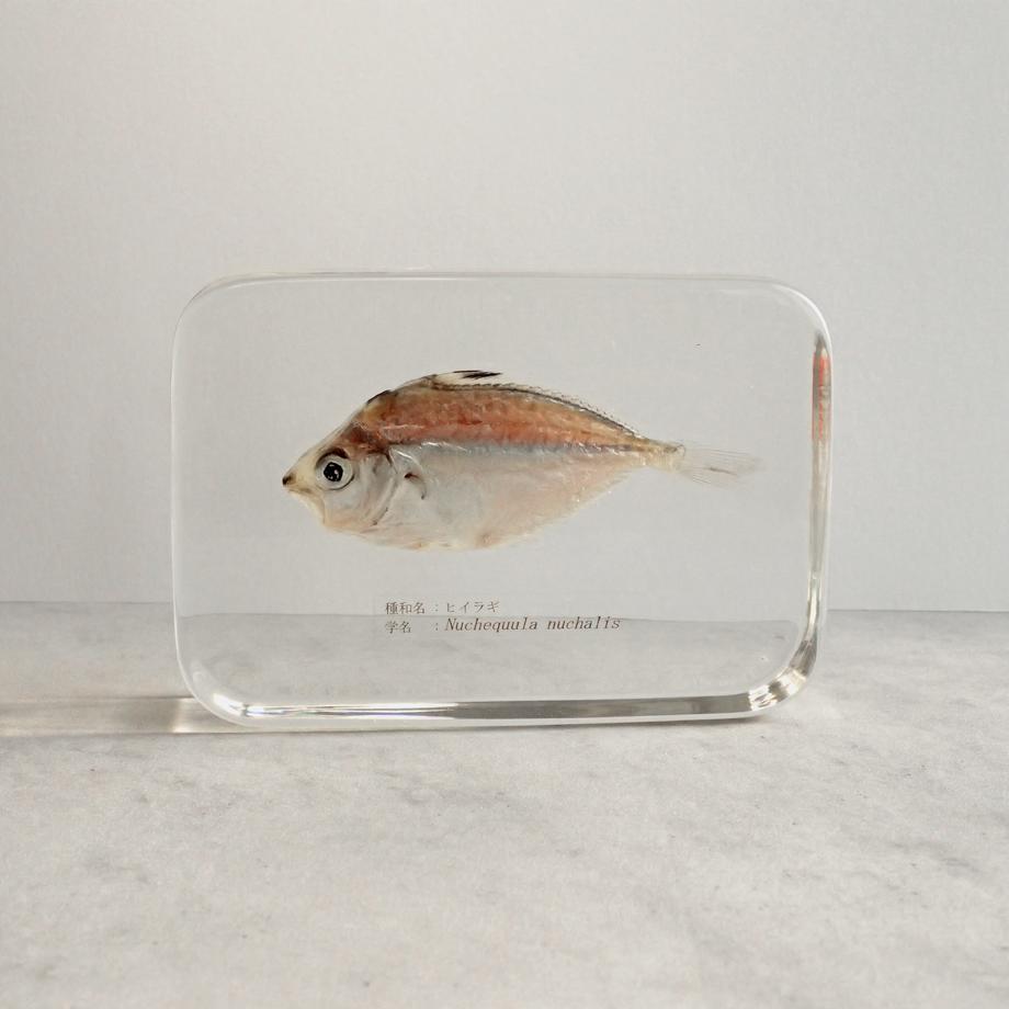 ヒイラギ樹脂封入標本 2L (木製標本箱入り) | 5枚目