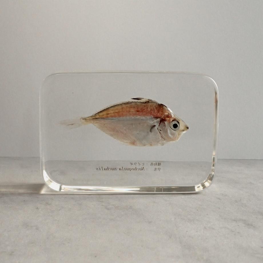 ヒイラギ樹脂封入標本 2L (木製標本箱入り) | 6枚目