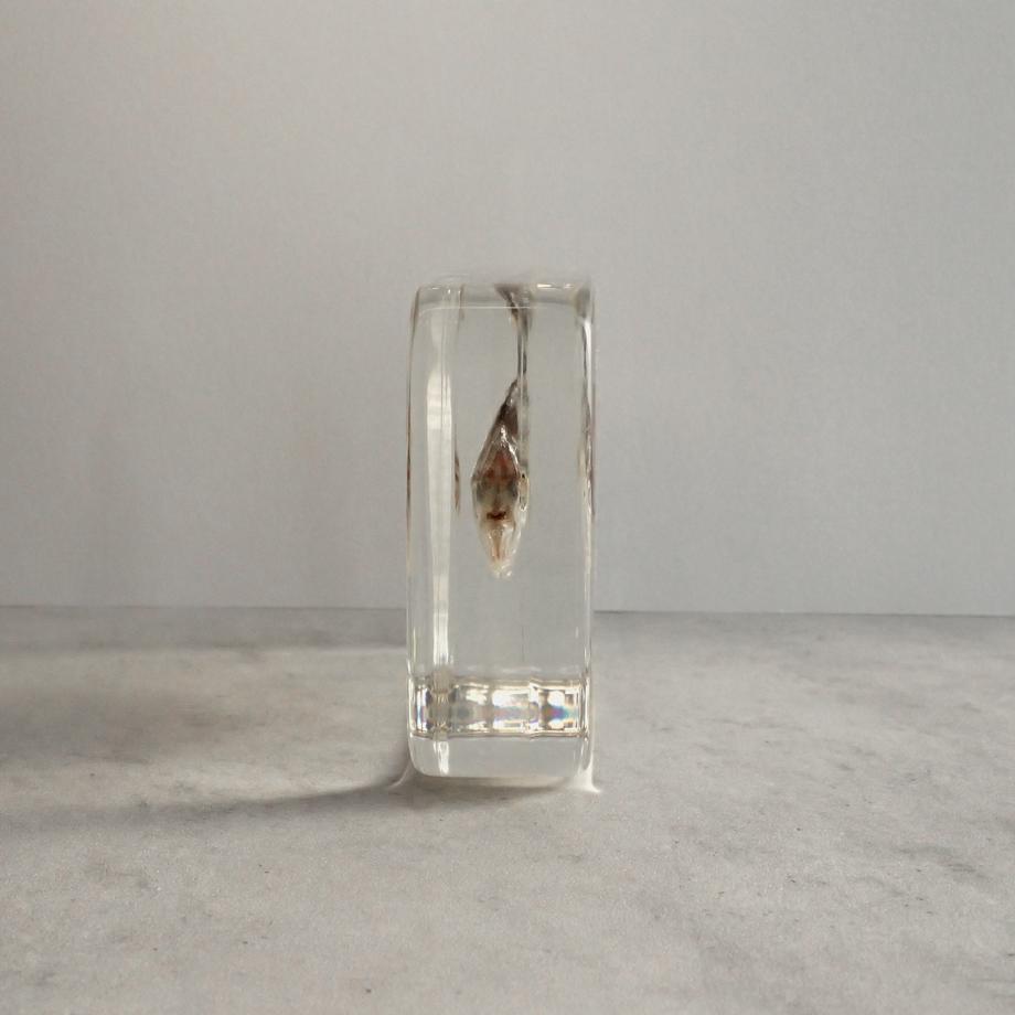 ヒイラギ樹脂封入標本 2L (木製標本箱入り) | 7枚目