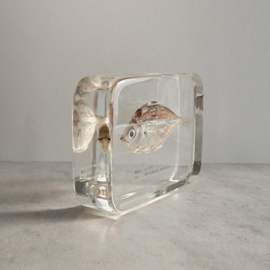 ヒイラギ樹脂封入標本 2L (木製標本箱入り) | 8枚目