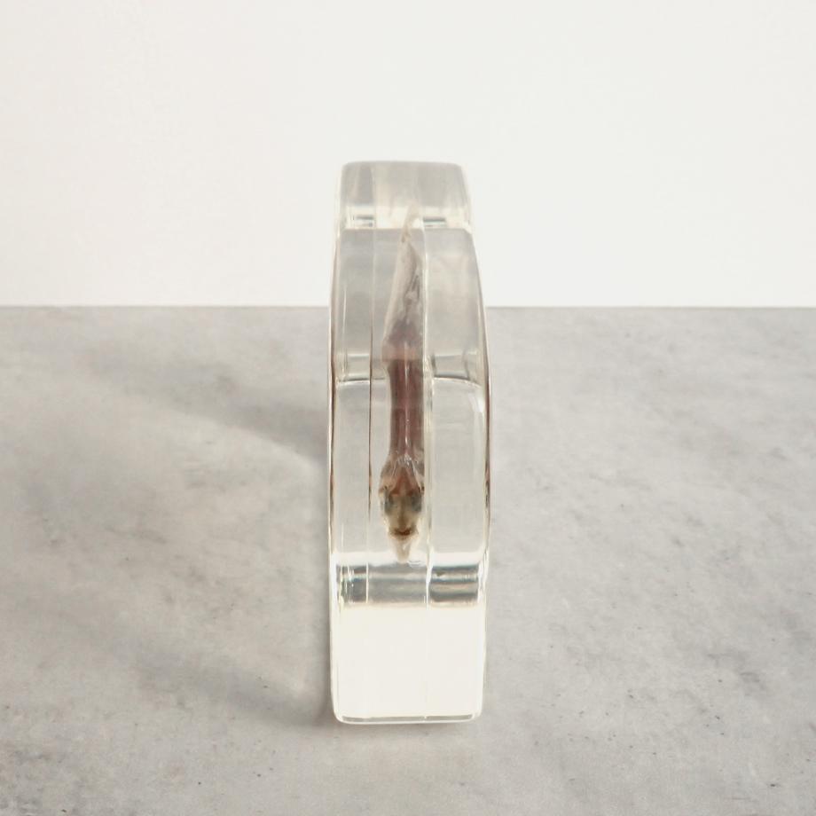 ヒイラギ樹脂封入標本 2L (木製標本箱入り) | 10枚目