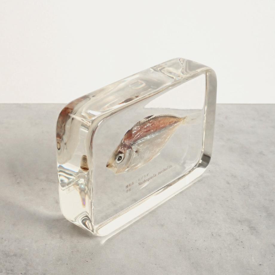 ヒイラギ樹脂封入標本 2L (木製標本箱入り) | 11枚目