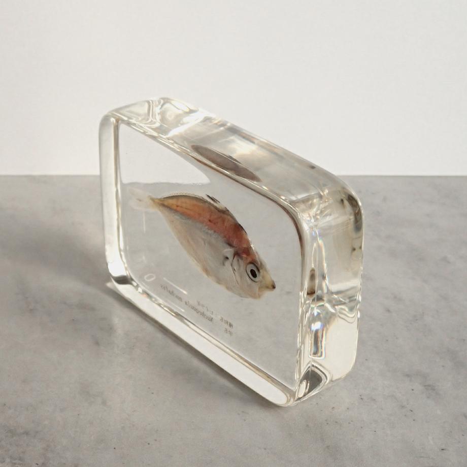 ヒイラギ樹脂封入標本 2L (木製標本箱入り) | 12枚目