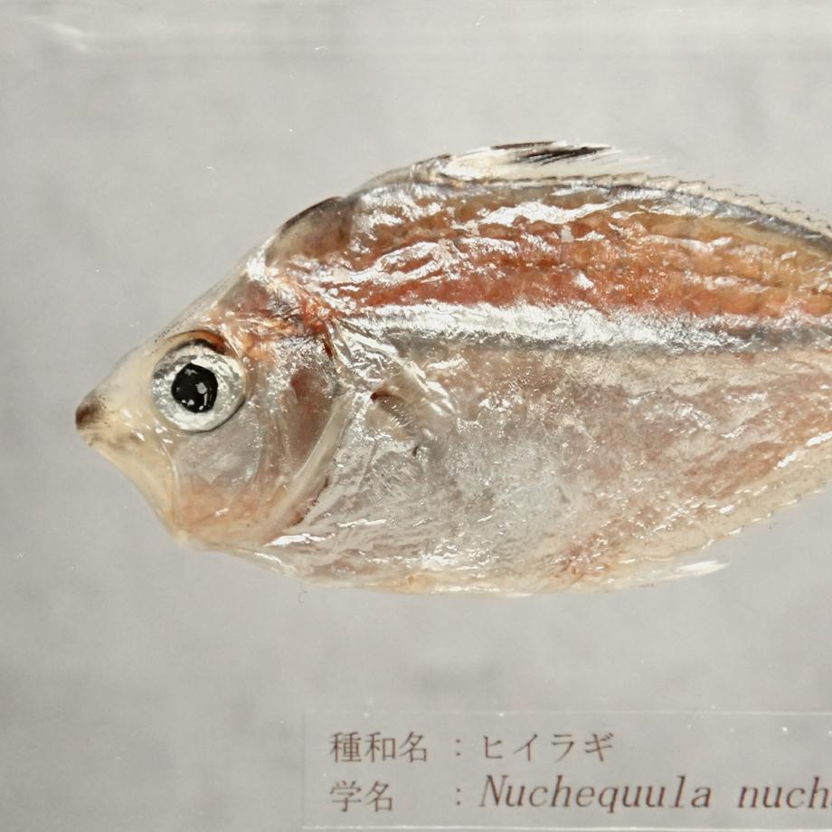 ヒイラギ樹脂封入標本 2L (木製標本箱入り) | 13枚目