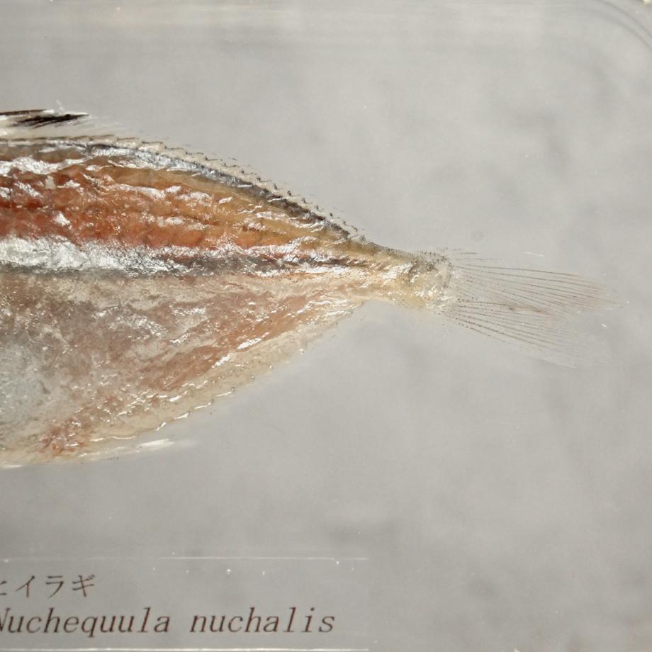 ヒイラギ樹脂封入標本 2L (木製標本箱入り) | 14枚目