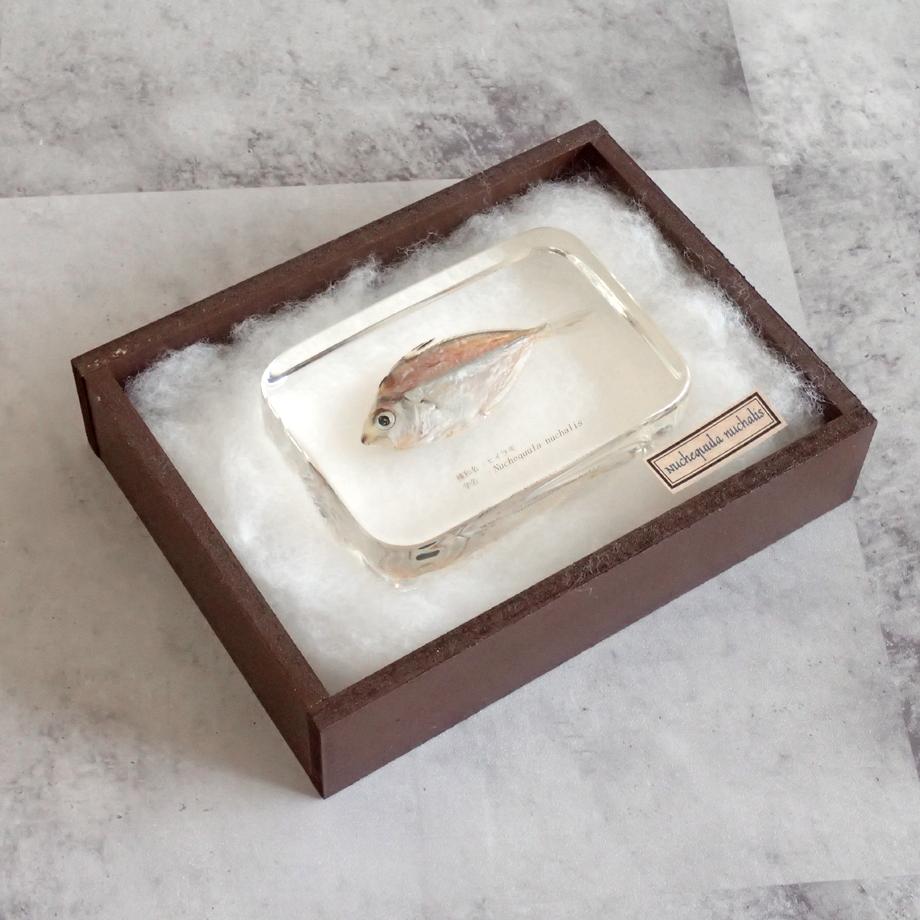 ヒイラギ樹脂封入標本 2L (木製標本箱入り) | 15枚目