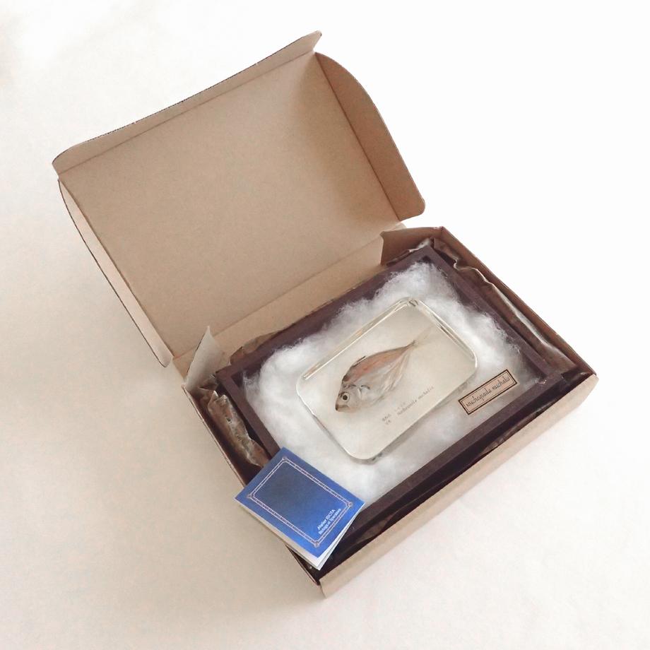 ヒイラギ樹脂封入標本 2L (木製標本箱入り) | 16枚目