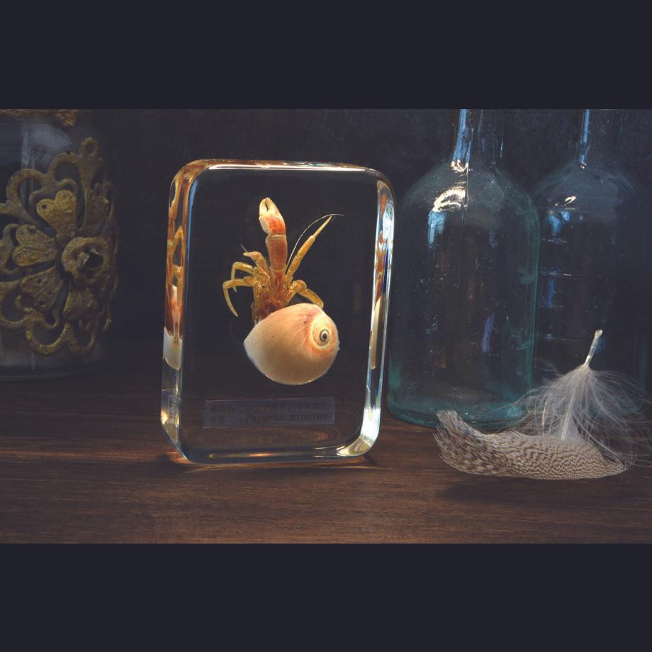 ユビナガホンヤドカリ樹脂封入標本 L (木製標本箱入り) | 18枚目