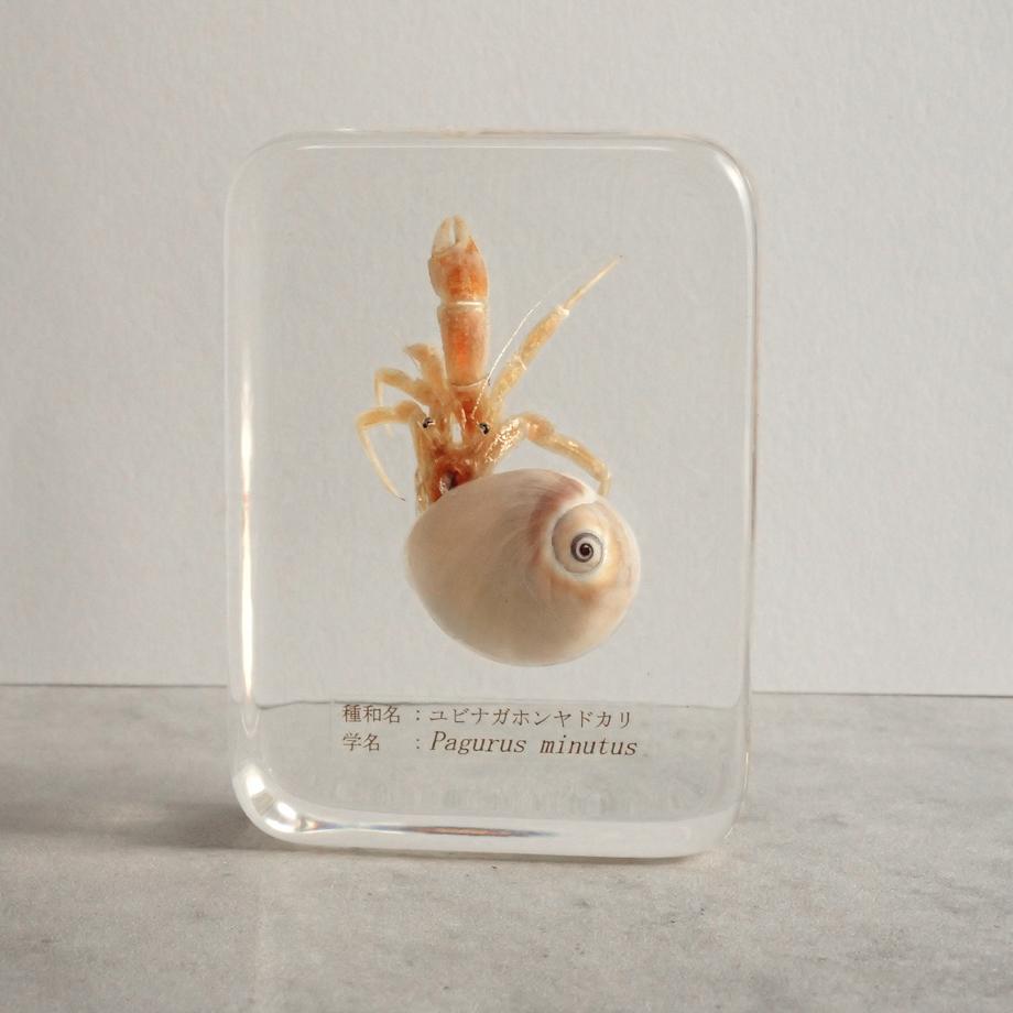 ユビナガホンヤドカリ樹脂封入標本 L (木製標本箱入り) | 5枚目