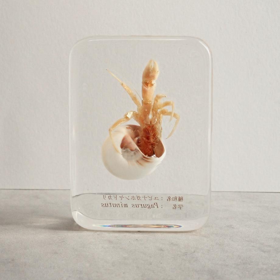 ユビナガホンヤドカリ樹脂封入標本 L (木製標本箱入り) | 6枚目