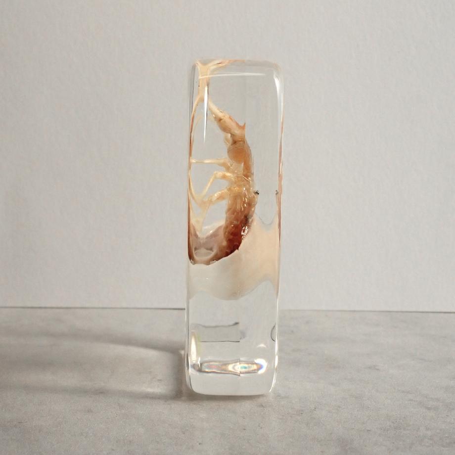 ユビナガホンヤドカリ樹脂封入標本 L (木製標本箱入り) | 7枚目