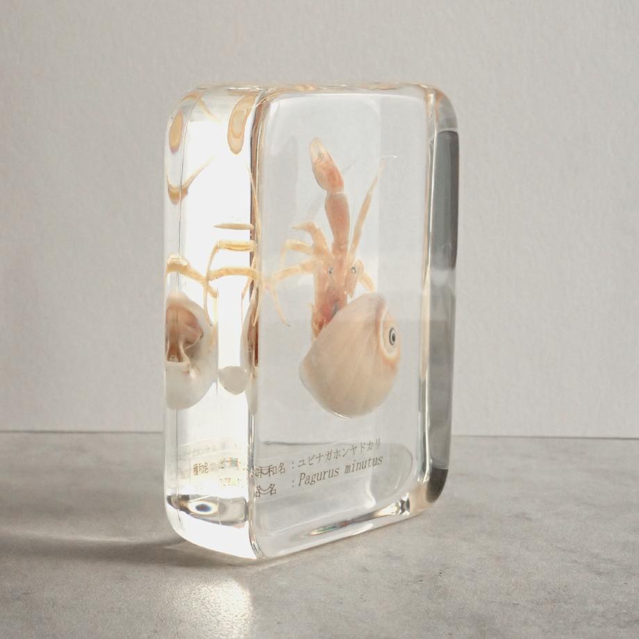 ユビナガホンヤドカリ樹脂封入標本 L (木製標本箱入り) | 8枚目