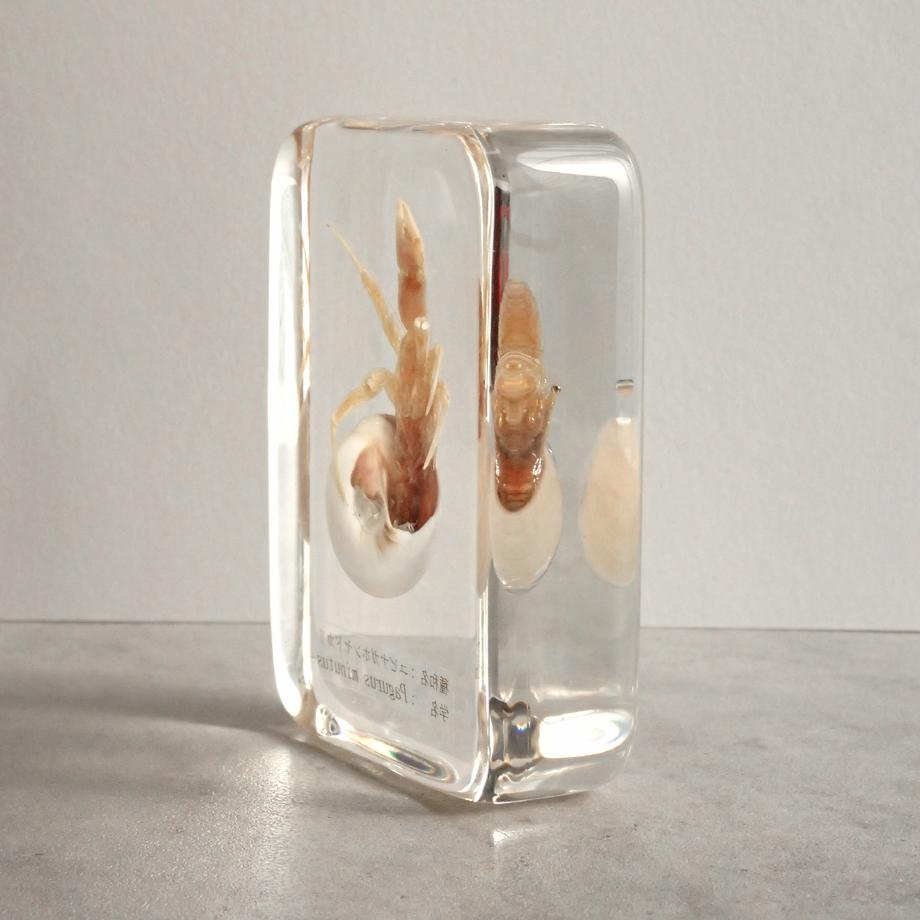 ユビナガホンヤドカリ樹脂封入標本 L (木製標本箱入り) | 9枚目