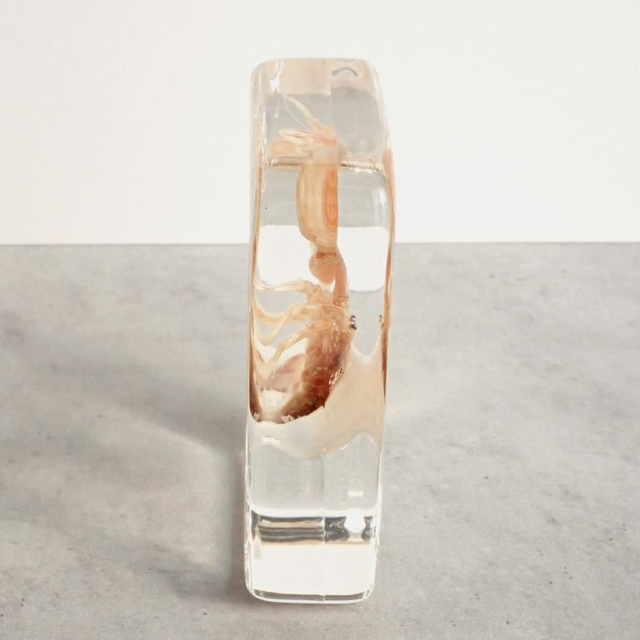 ユビナガホンヤドカリ樹脂封入標本 L (木製標本箱入り) | 10枚目