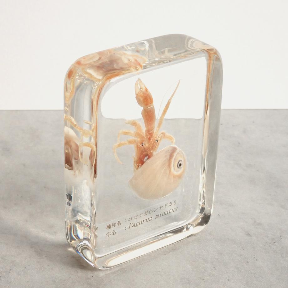 ユビナガホンヤドカリ樹脂封入標本 L (木製標本箱入り) | 11枚目