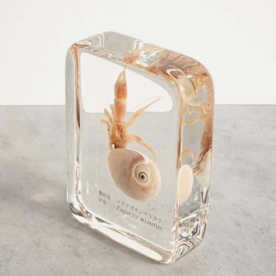 ユビナガホンヤドカリ樹脂封入標本 L (木製標本箱入り) | 12枚目