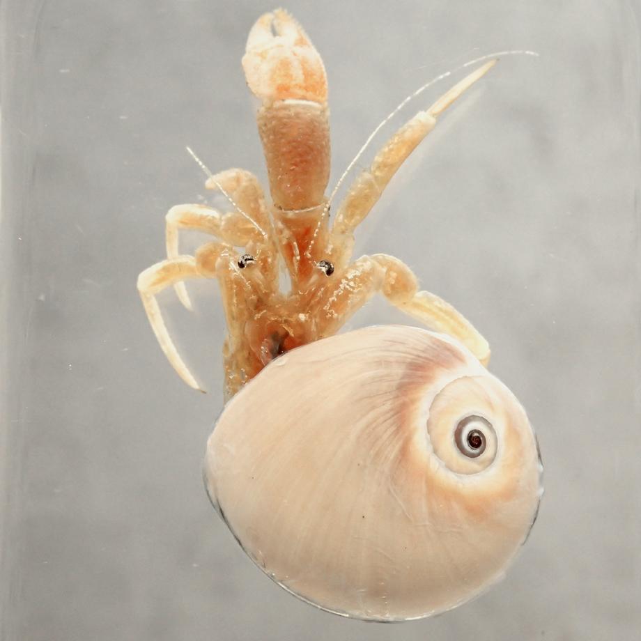 ユビナガホンヤドカリ樹脂封入標本 L (木製標本箱入り) | 13枚目