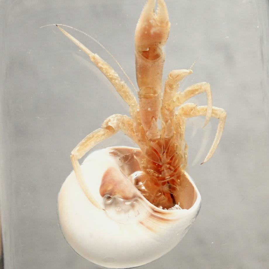 ユビナガホンヤドカリ樹脂封入標本 L (木製標本箱入り) | 14枚目