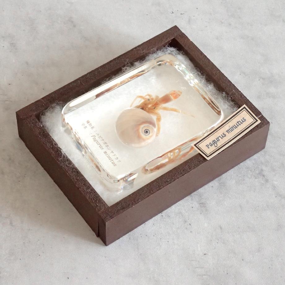 ユビナガホンヤドカリ樹脂封入標本 L (木製標本箱入り) | 15枚目