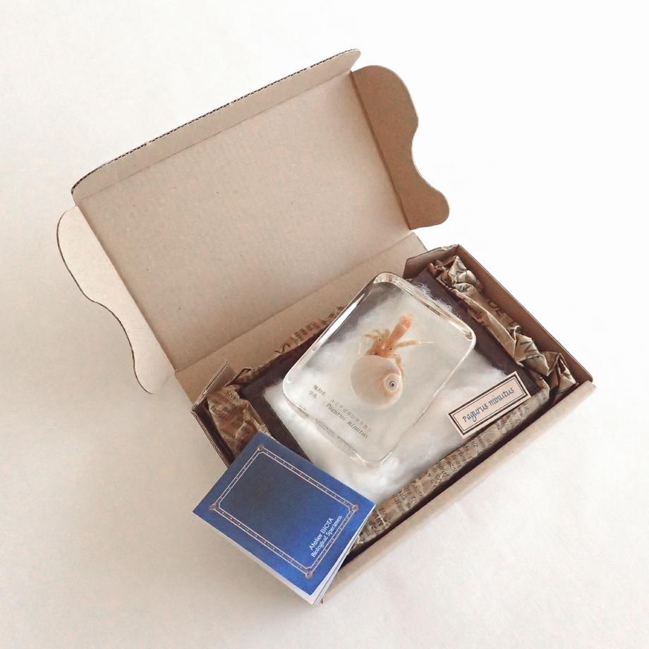 ユビナガホンヤドカリ樹脂封入標本 L (木製標本箱入り) | 16枚目