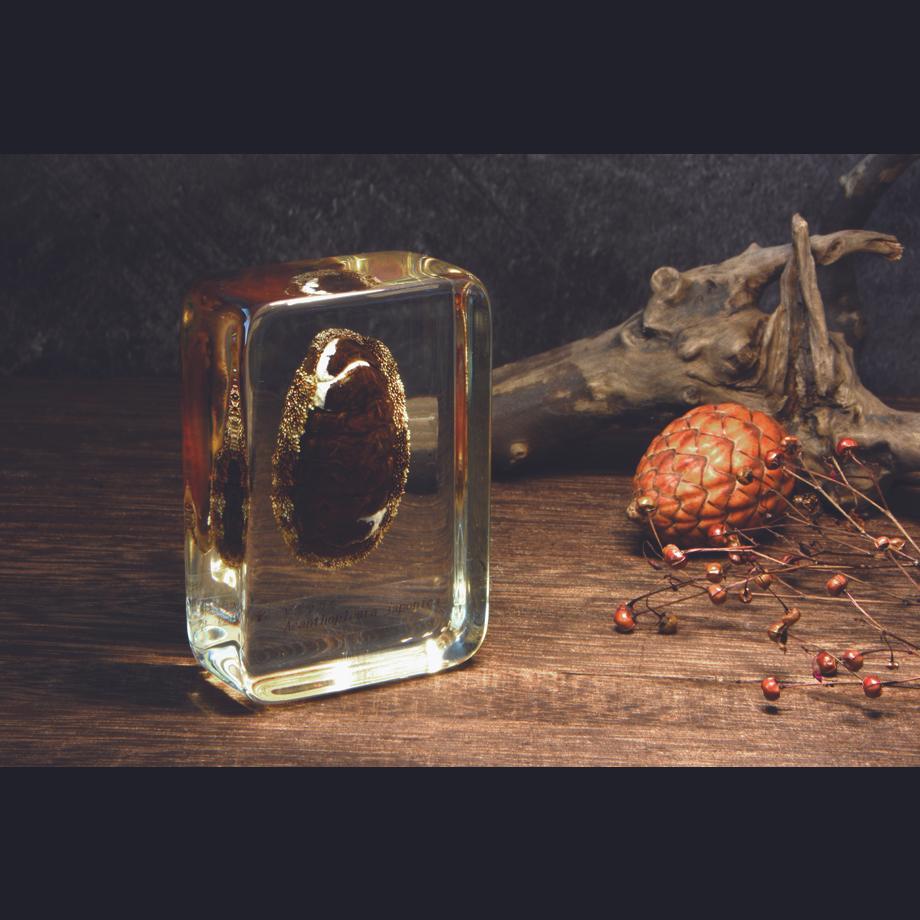 ヒザラガイ樹脂封入標本 M (木製標本箱入り) | 14枚目