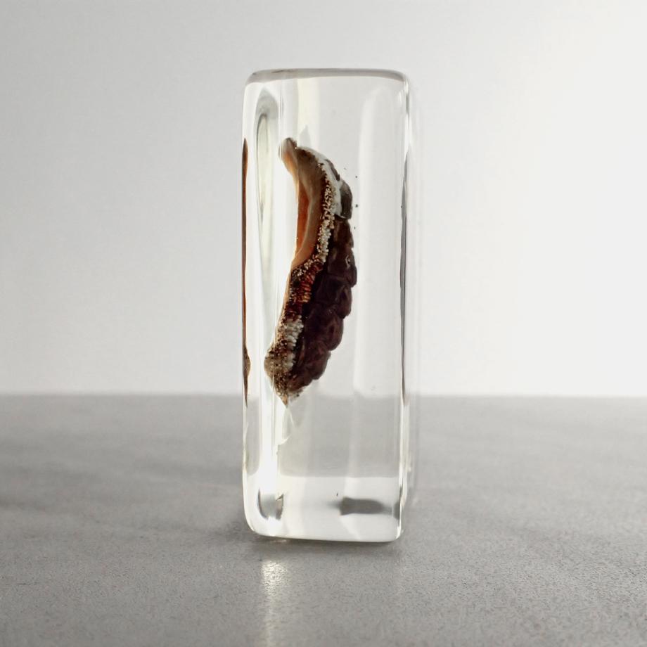 ヒザラガイ樹脂封入標本 M (木製標本箱入り) | 3枚目