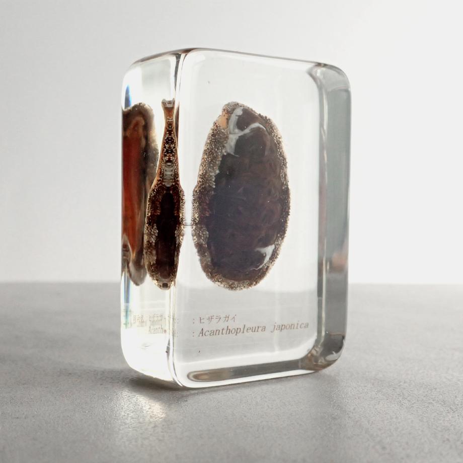 ヒザラガイ樹脂封入標本 M (木製標本箱入り) | 4枚目