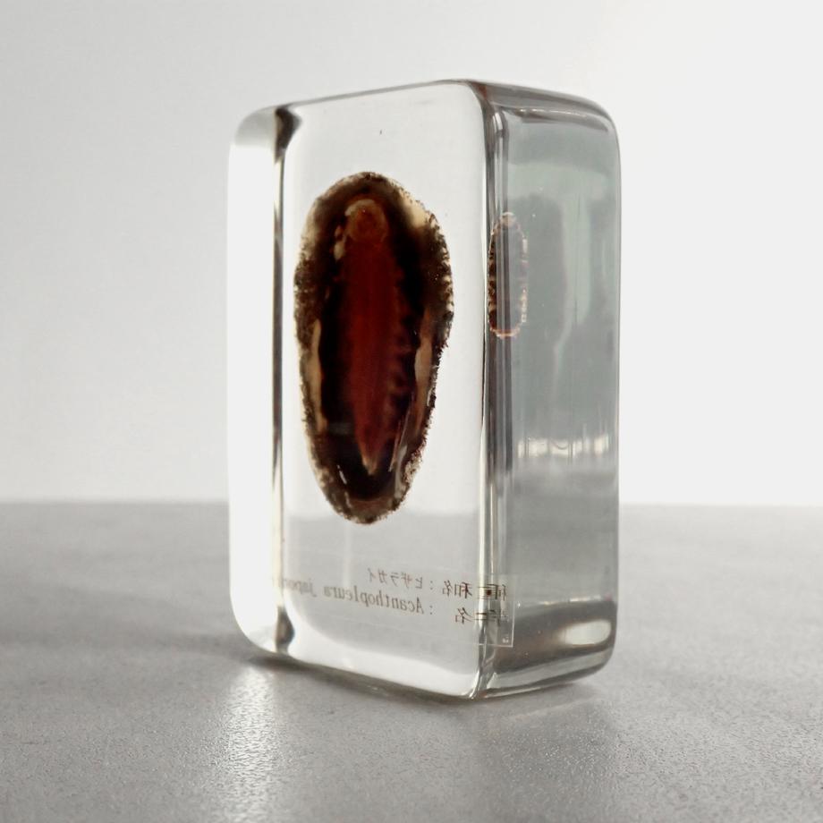 ヒザラガイ樹脂封入標本 M (木製標本箱入り) | 5枚目