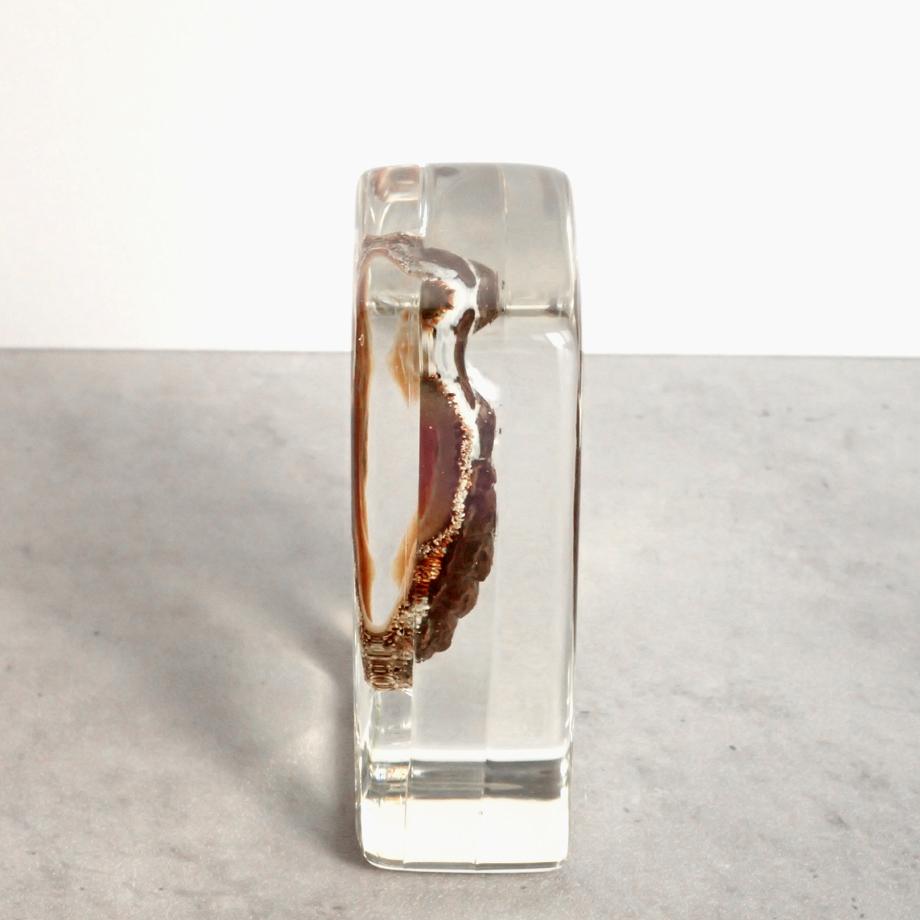 ヒザラガイ樹脂封入標本 M (木製標本箱入り) | 6枚目