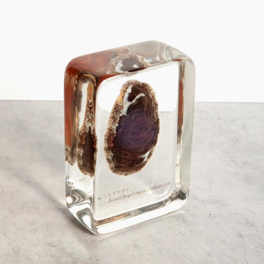 ヒザラガイ樹脂封入標本 M (木製標本箱入り) | 7枚目