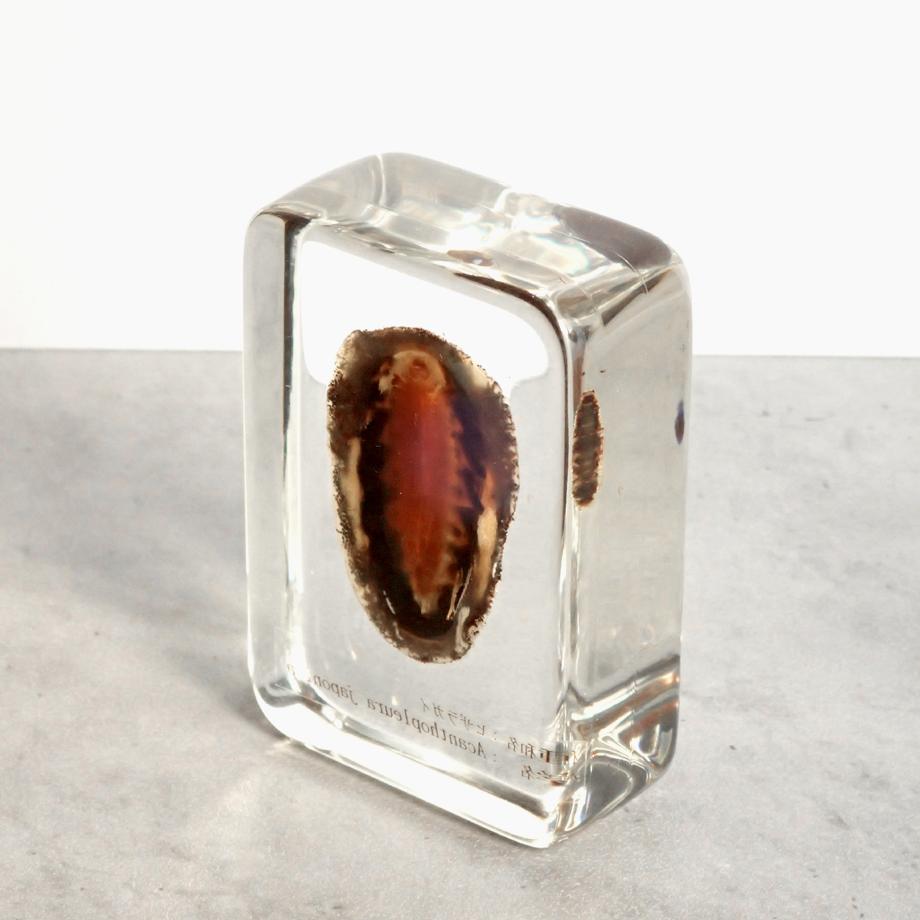 ヒザラガイ樹脂封入標本 M (木製標本箱入り) | 8枚目