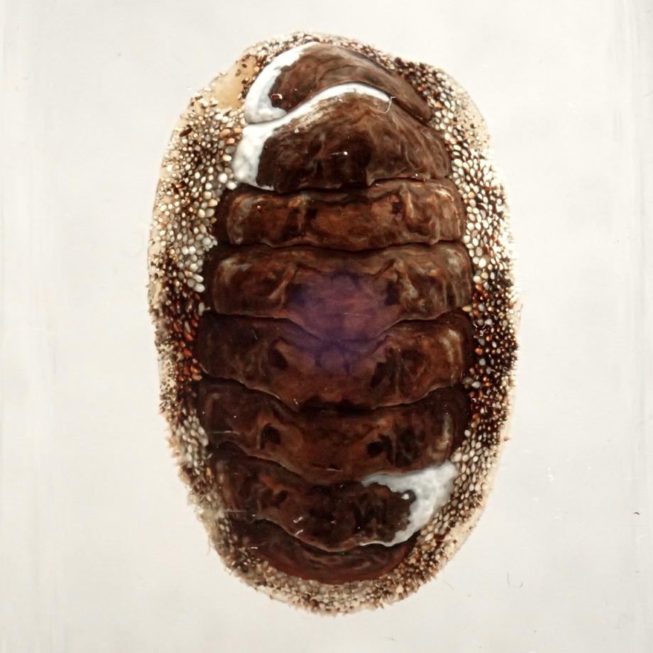 ヒザラガイ樹脂封入標本 M (木製標本箱入り) | 9枚目