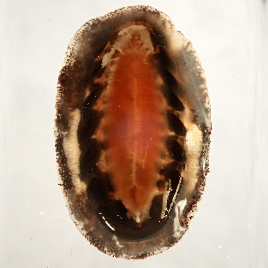 ヒザラガイ樹脂封入標本 M (木製標本箱入り) | 10枚目