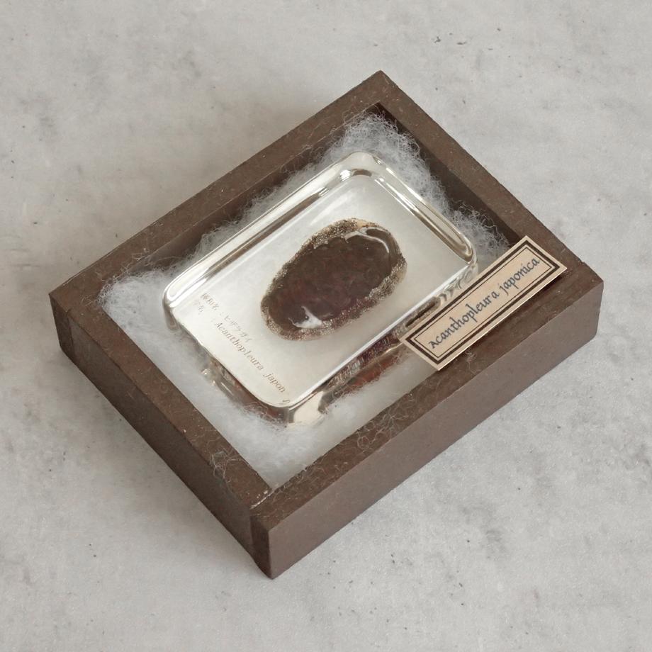 ヒザラガイ樹脂封入標本 M (木製標本箱入り) | 11枚目