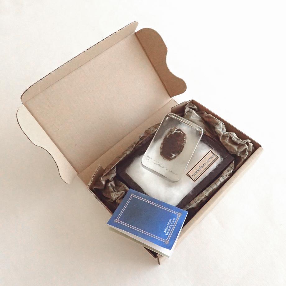 ヒザラガイ樹脂封入標本 M (木製標本箱入り) | 12枚目