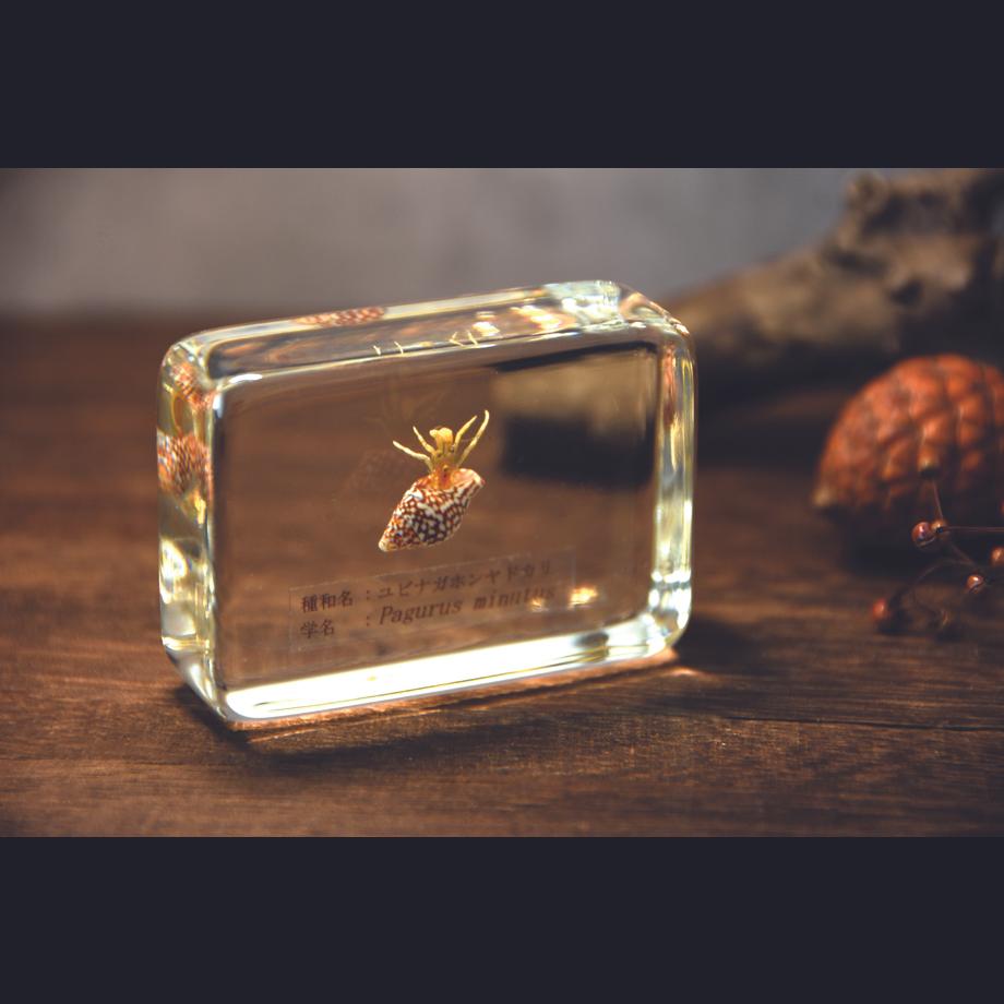 ユビナガホンヤドカリ樹脂封入標本 M (木製標本箱入り) | 14枚目