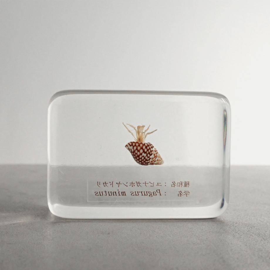 ユビナガホンヤドカリ樹脂封入標本 M (木製標本箱入り) | 2枚目