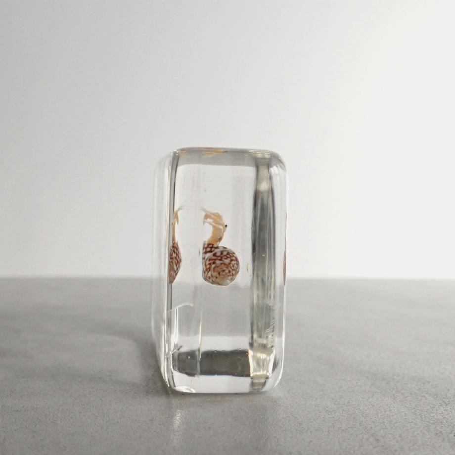 ユビナガホンヤドカリ樹脂封入標本 M (木製標本箱入り) | 3枚目