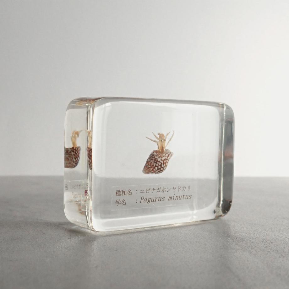 ユビナガホンヤドカリ樹脂封入標本 M (木製標本箱入り) | 4枚目