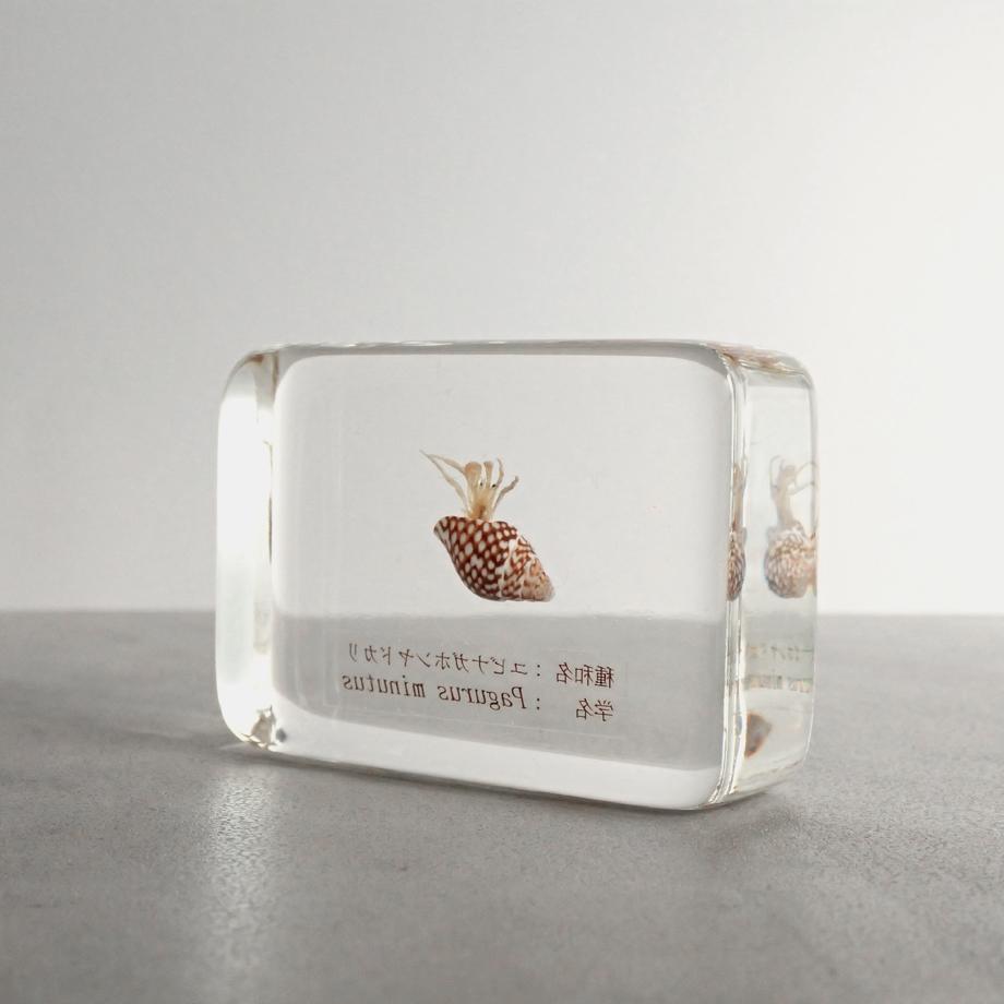 ユビナガホンヤドカリ樹脂封入標本 M (木製標本箱入り) | 5枚目