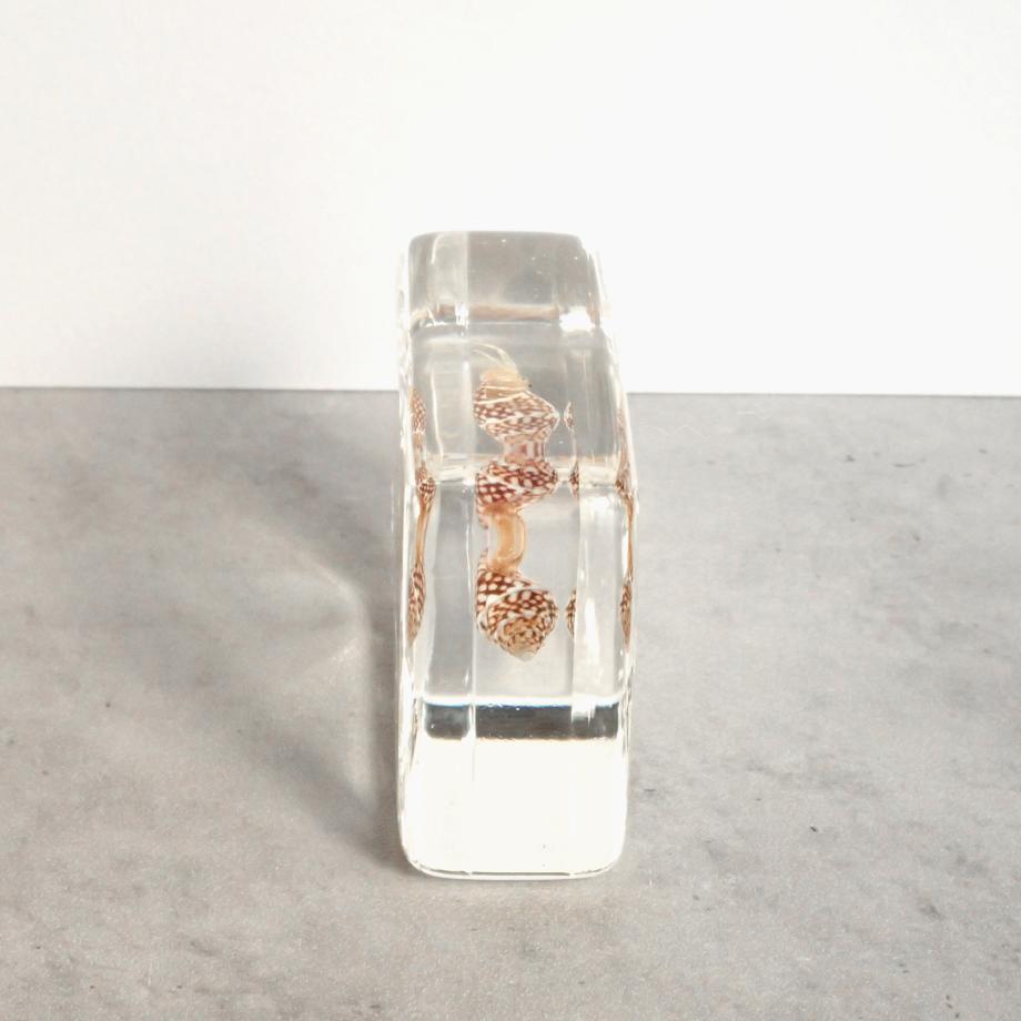 ユビナガホンヤドカリ樹脂封入標本 M (木製標本箱入り) | 6枚目