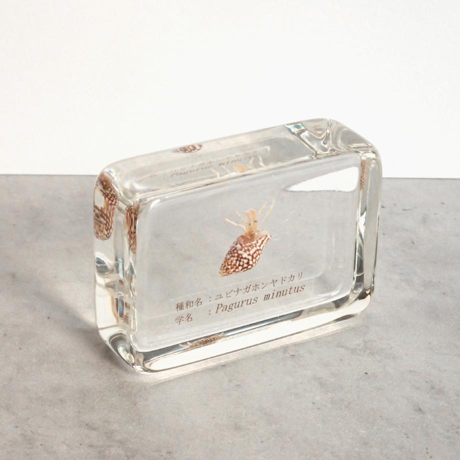 ユビナガホンヤドカリ樹脂封入標本 M (木製標本箱入り) | 7枚目